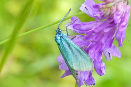 Réf. 284 772 : Adscita sp.